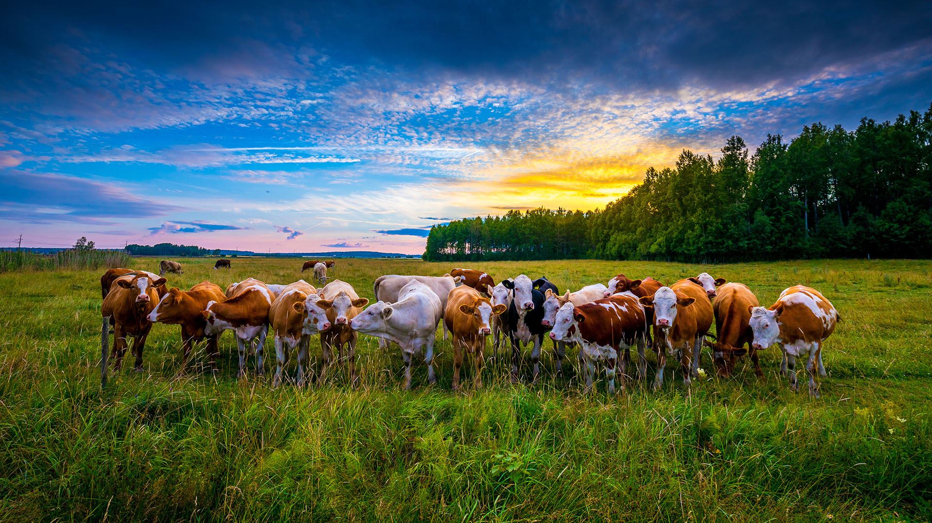 Cattle in green field during sunset